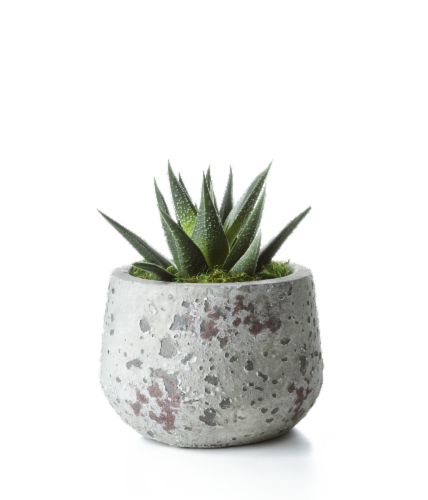 LiveTrends Woodland Succulent - Assorted Perspective: left