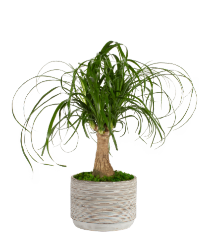 Assorted Ashima Potted Plant Perspective: left