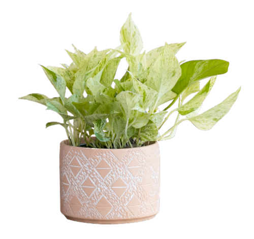 Large Mishima Potted Plant - Assorted Perspective: left