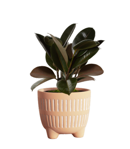 Large Boho Potted Plant - Assorted Perspective: left