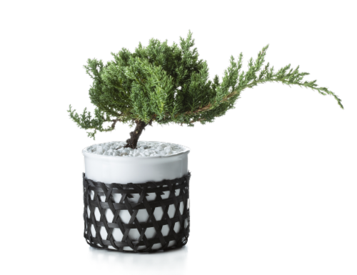 Kaare Juniper Fir Bonsai Tree Perspective: left