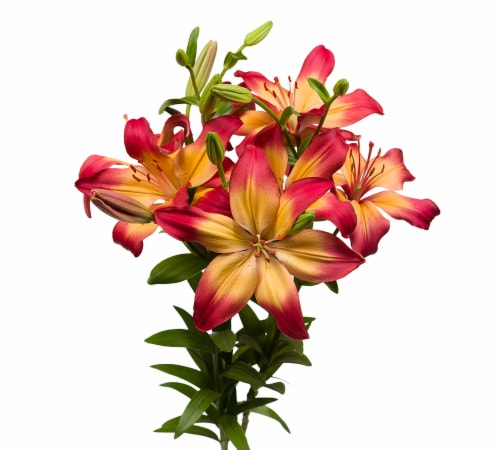 Tango-LA´s Lily Box Perspective: left