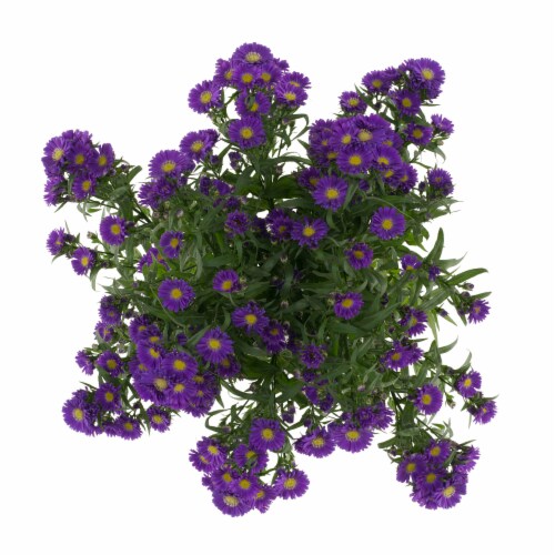 Aster Flowers Perspective: left