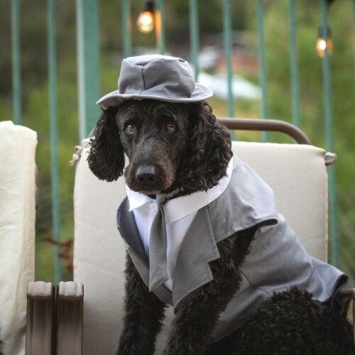Midlee Dog Tuxedo Wedding Suit Gray Top Hat Leash Large 1
