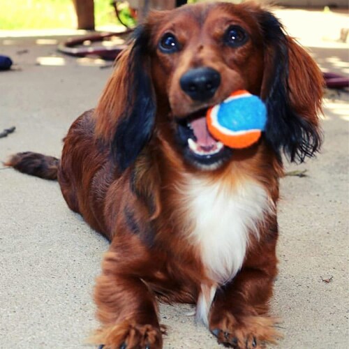 Midlee Squeaky Mini Tennis Ball for Dogs 1.5 - Pack of 12 (Orange/Blue) Perspective: left
