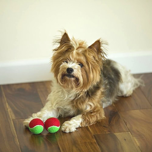 Midlee 1.5 Mini Squeaker Christmas Dog Tennis Balls - Red/Green Pack of 12 Perspective: left