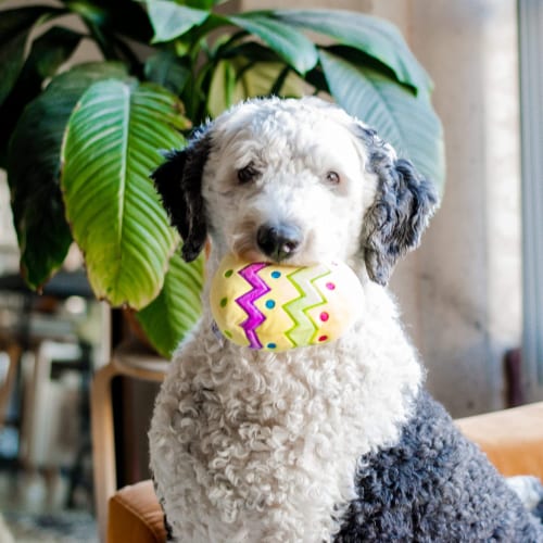 Plastic egg dog toy online