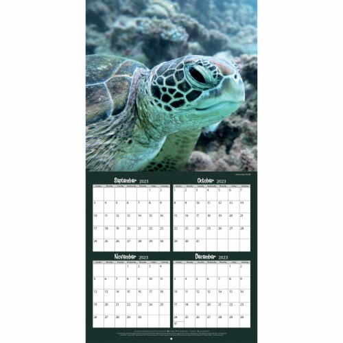 Lang Coral Reef 2024 Wall Calendar Perspective: left