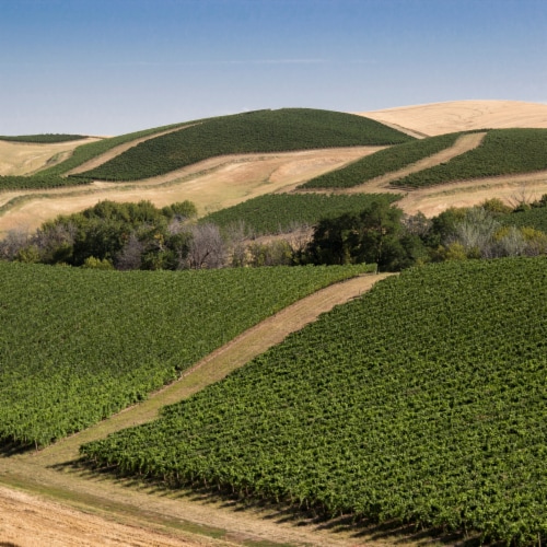 Browne Family Vineyards Bitner Estate Chardonnay Washington White Wine Perspective: left