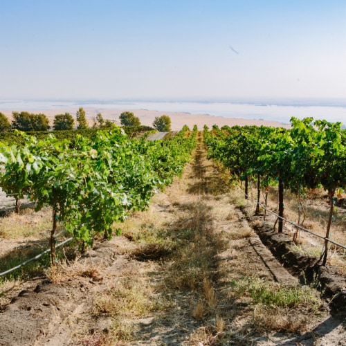 Canoe Ridge Vineyard The Expedition Chardonnay Washington White Wine Perspective: left