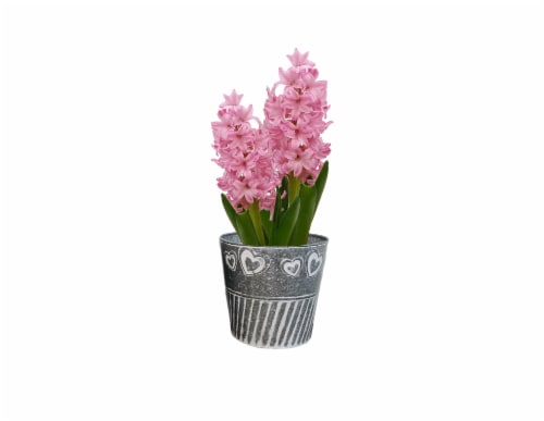Spring Bulb Fresh Plants in 6 inch Pot - Assorted Perspective: left