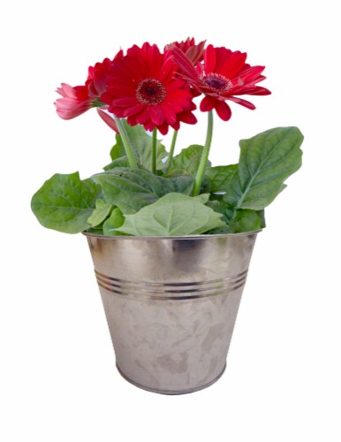 Blooming Plant in Tin Potted Plant - Assorted Perspective: left