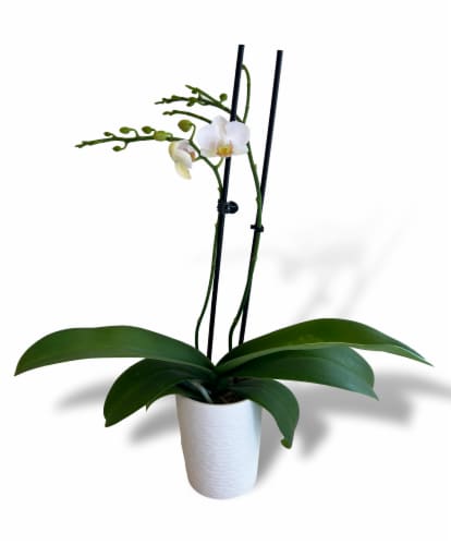 Blooming Fresh Potted Orchid Perspective: left