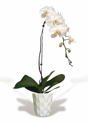 Blooming Fresh Orchid in 5 inch pot Perspective: left