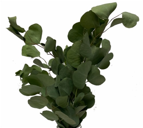 Eucalyptus Assortment Perspective: left