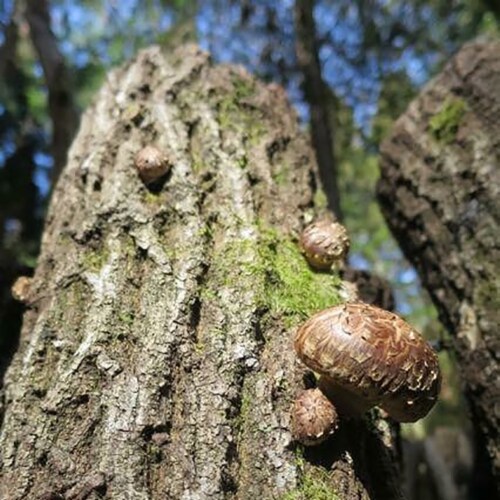 Forest-grown Japanese Dried Shiitake Mushroom DONKO, 25-42mm, 70g Perspective: left