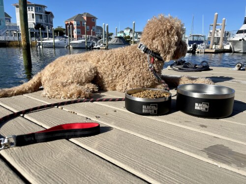 Insulated dog bowl sales