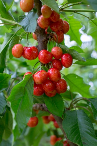 Fresh Rainier Cherries in Bag Perspective: right