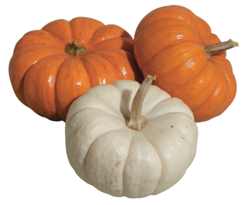 Mini Pumpkins (Up to 1 lb) Perspective: right