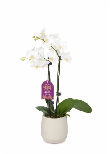 Bloom Haus Premium Live Potted Orchids Perspective: right
