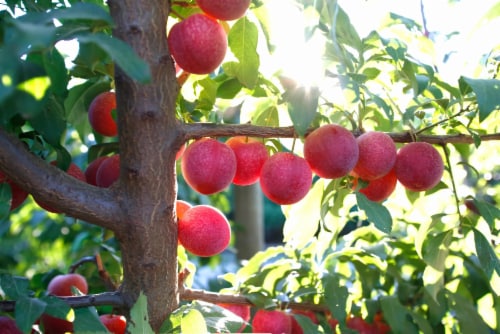 Private Selection® Fresh Cherry Plums in 1 LB Clamshell Perspective: right