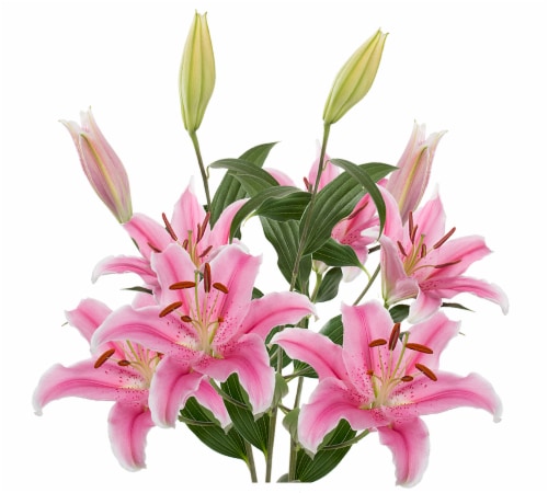 Bloom Haus Oriental Lily Bunch Perspective: right