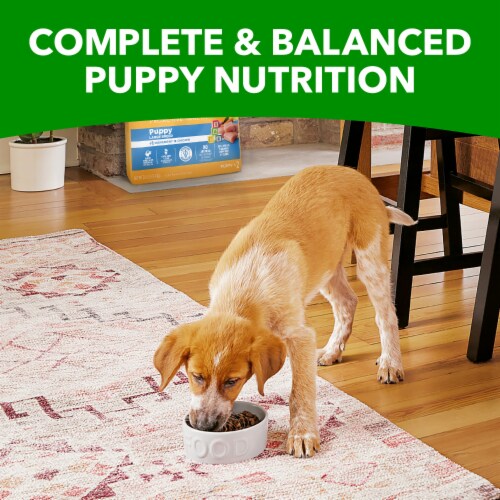 IAMS Proactive Health Large Breed Puppy Chicken Adult Dry Dog Food Perspective: right