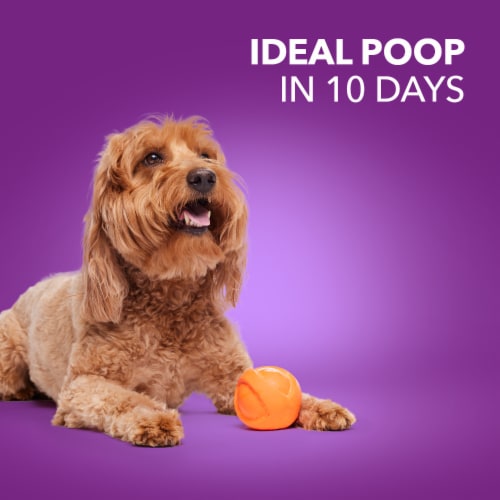 Iams Advanced Health Healthy Digestion Adult Dry Dog Food Real Chicken Flavor Perspective: right