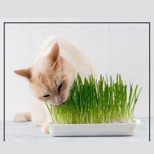 Chia Cat Grass Planter Snoozing Kitty Perspective: right