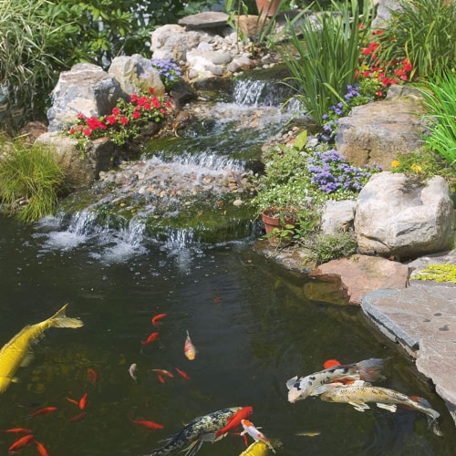 TetraPond Pond Sticks, Pond Fish Food, for Goldfish and Koi, 1.72 Pounds Perspective: right