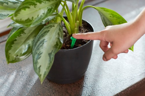 Miracle-Gro Indoor Plant Food Spikes Perspective: right