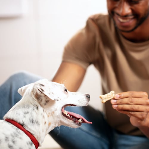 Milk-Bone® Medium Dog Biscuits Perspective: right