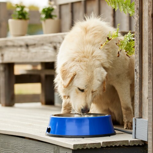 Farm Innovators Signature Series 3QT Heated Pet Bowl with Stainless Steel Insert 1 Piece King Soopers