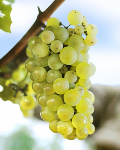 Terrazas De Los Andes Altos Del Plata Chardonnay Argentina White Wine Perspective: right