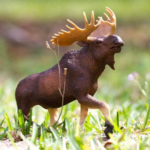 Moose Toy Perspective: right