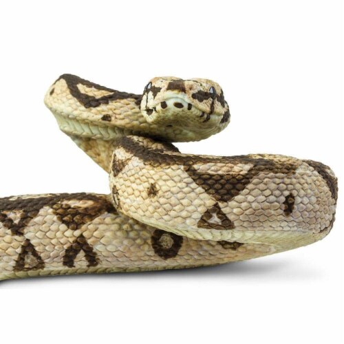 Boa Constrictor Perspective: right