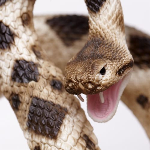 Eastern Diamondback Rattlesnake Perspective: right