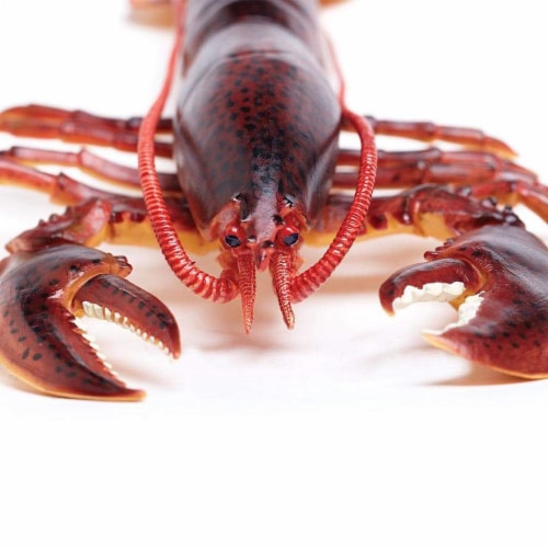 Safari Ltd®  Maine Lobster, Toy Figurine Perspective: right