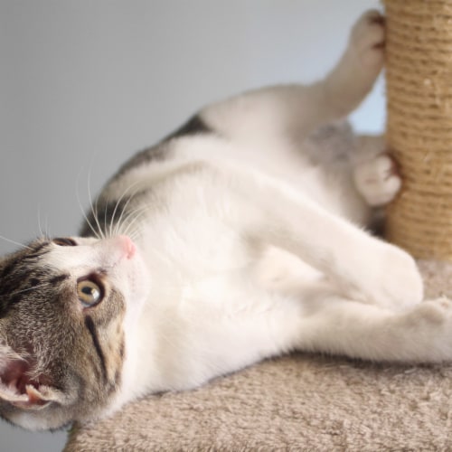 Cat Scratching Post with Perch Sisal Rope and Toys for Cats and Kittens Play Perspective: right