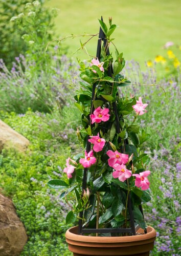 Gardens Alive! Metropolitian Folding Decorative Metal Tuteaur Perspective: right