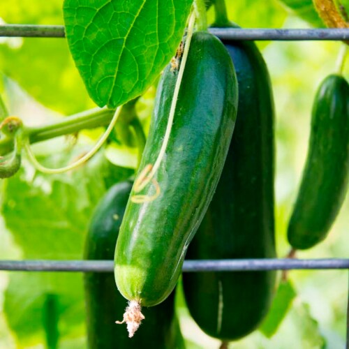 Gardens Alive! Vegetable Growing Support Netting Mounts Perspective: right
