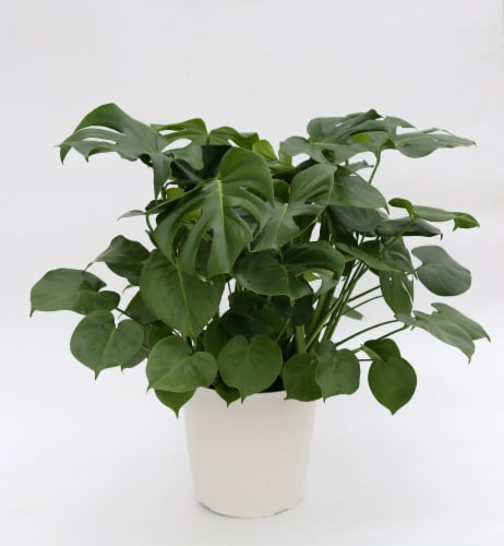 Premium Tropical Plant Perspective: right