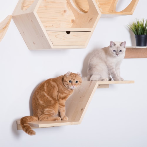 Myzoo cat furniture sale