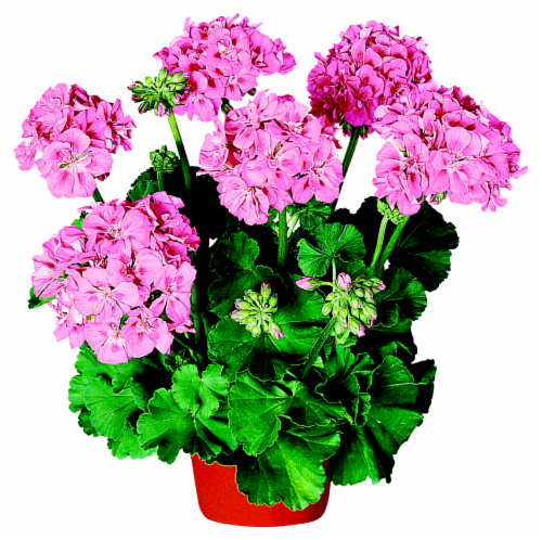Geranium Assorted Perspective: right