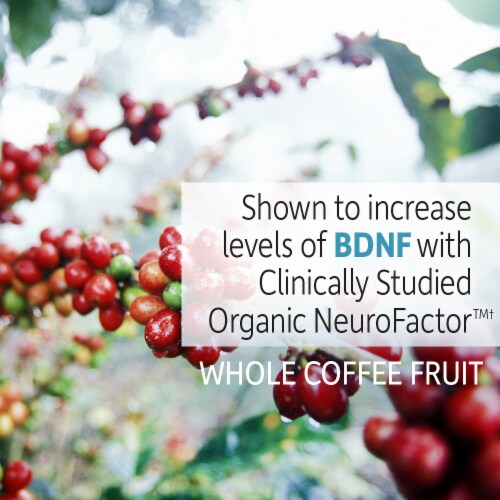 Garden of Life® Brain Health Memory & Focus Whole Food Supplement Tablets 600mg Perspective: right