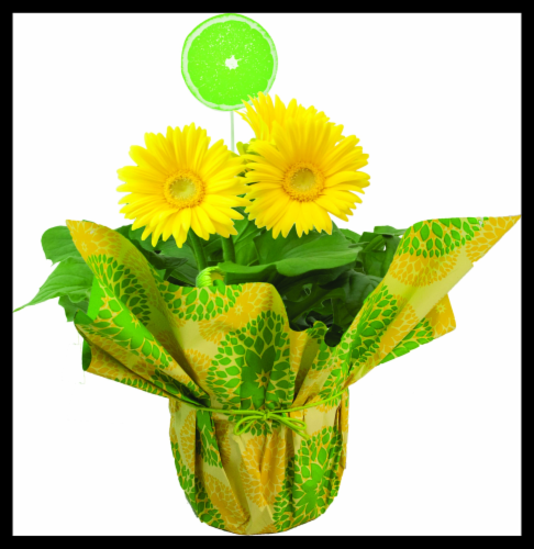 Blooming Tin Classic Flowering Plant Perspective: right