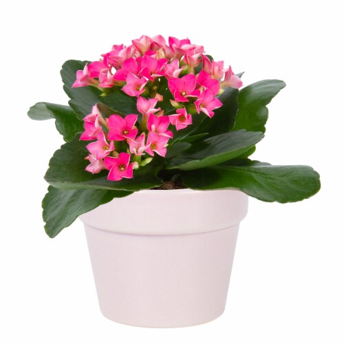 Mother's Day Fresh Kalanchoe Plant in 2.5 inch Ceramic Container Perspective: right