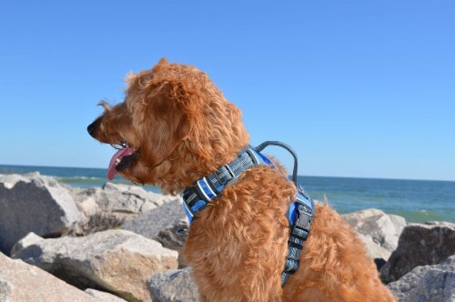 Black rhino dog harness discount