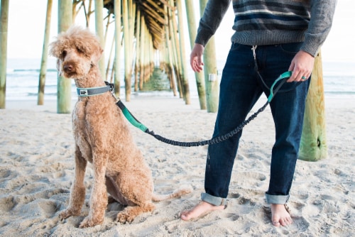 Black rhino hands hotsell free dog leash