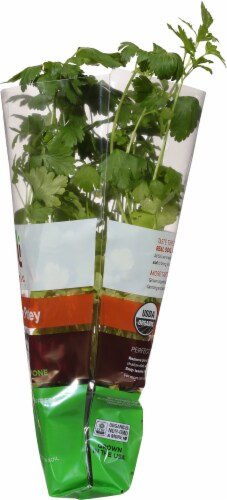 Soli Organic™ Italian Parsley Perspective: right
